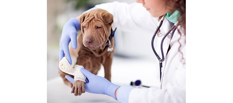 Why It's Important to Carry Animal First Aid Products